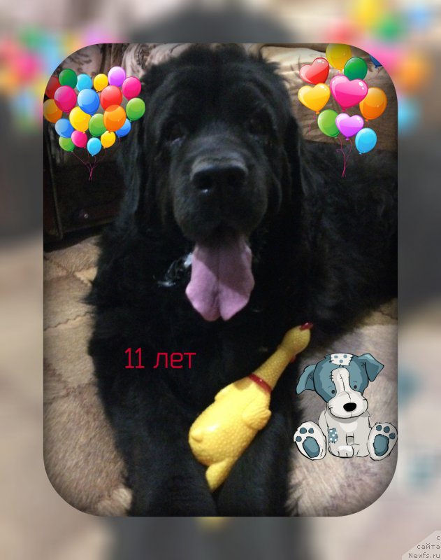 Фото: ньюфаундленд Velikiy Medved' Zagadka (Великий Медведь Загадка)