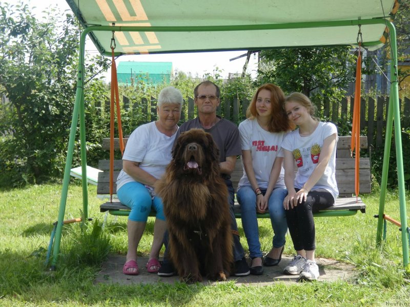 Фото: ньюфаундленд Braunblad MSK Sidni Svitin Sanlayt (Браунблад МСК Сидни Свитин Санлайт)