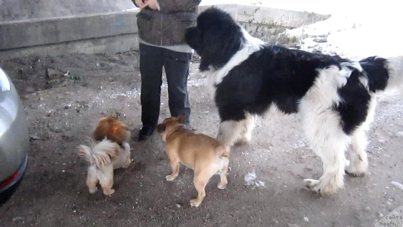 Фото: ньюфаундленд Vodogray ot Karel'skih Medvedey (Водограй от Карельских Медведей)