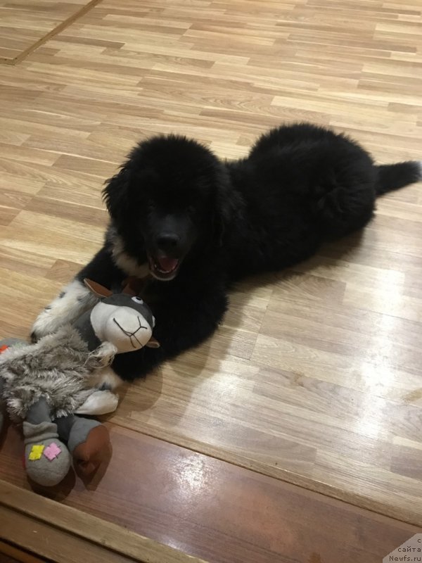 Фото: ньюфаундленд Jan SHer ot Karel'skih Medvedey (Жан Шер от Карельских Медведей)