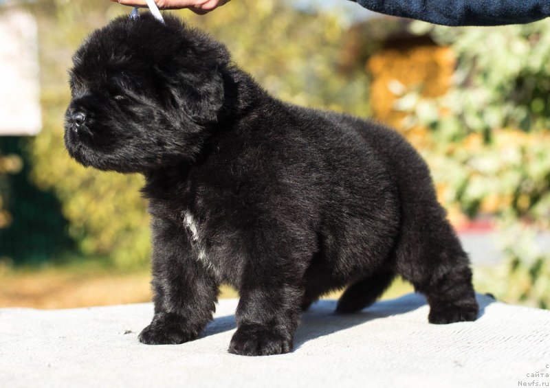 Фото: ньюфаундленд Smigar Glade Spring (Смигар Глейд Спринг)