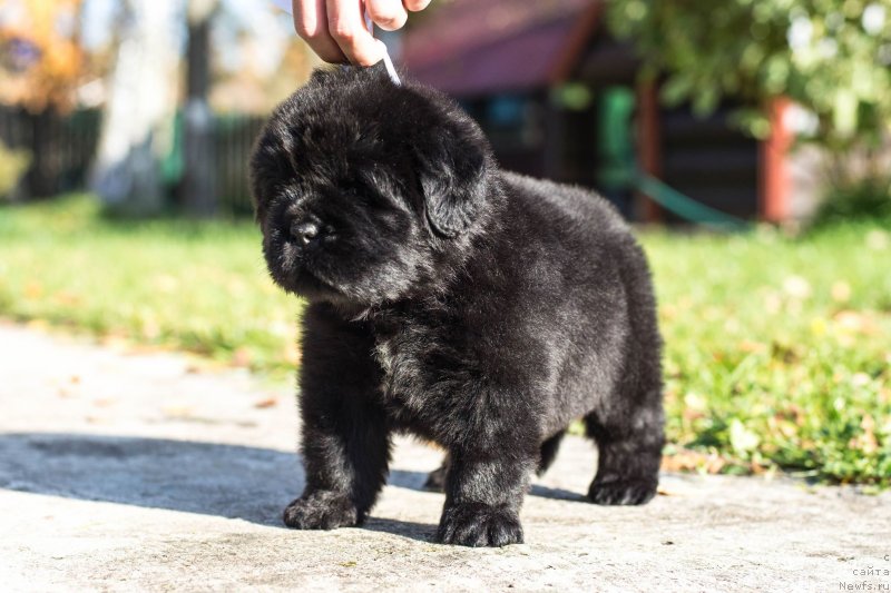 Фото: ньюфаундленд Smigar Glade Spring (Смигар Глейд Спринг)