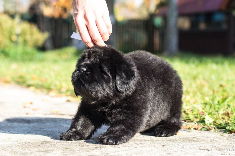 Фото: ньюфаундленд Smigar Glade Spring (Смигар Глейд Спринг)