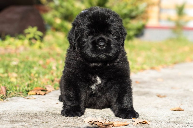 Фото: ньюфаундленд Smigar Glade Spring (Смигар Глейд Спринг)