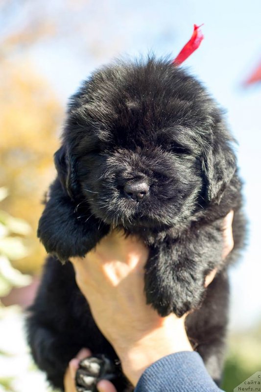 Фото: ньюфаундленд Smigar Golden Rul (Смигар Голден Рул)