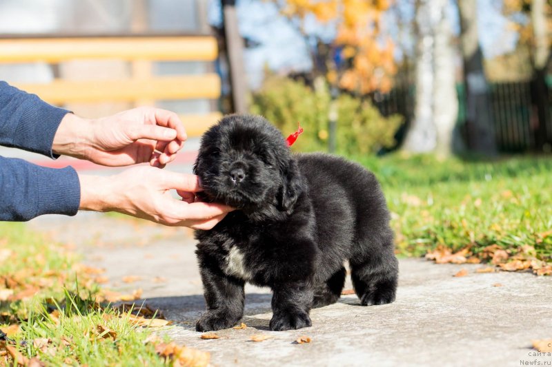Фото: ньюфаундленд Smigar Golden Rul (Смигар Голден Рул)