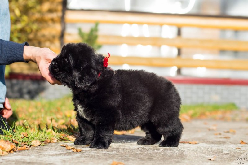 Фото: ньюфаундленд Smigar Golden Rul (Смигар Голден Рул)