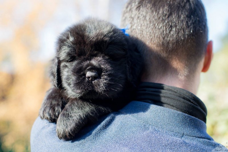 Фото: ньюфаундленд Smigar Glen Ellen (Смигар Глен Эллен)