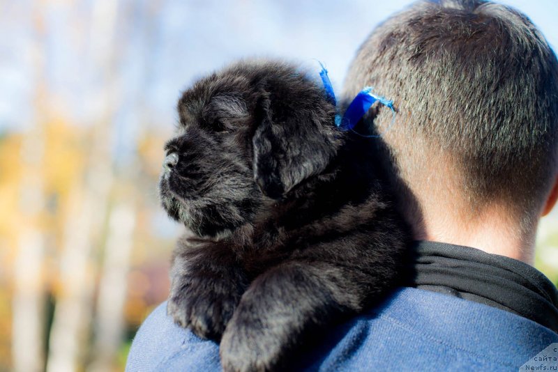 Фото: ньюфаундленд Smigar Glen Ellen (Смигар Глен Эллен)