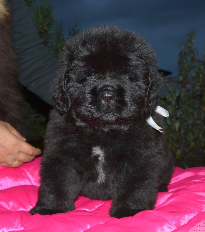 Фото: ньюфаундленд Smigar Glade Spring (Смигар Глейд Спринг)