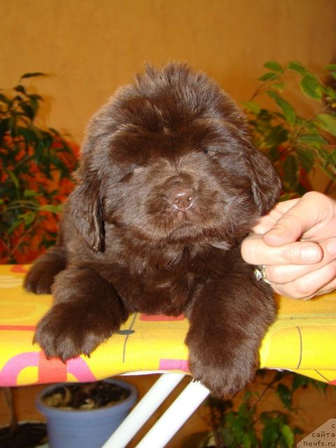 Фото: ньюфаундленд Karavella iz Medvejyego Yara (Каравэлла из Медвежьего Яра)