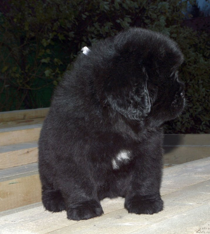 Фото: ньюфаундленд Smigar Glade Spring (Смигар Глейд Спринг)