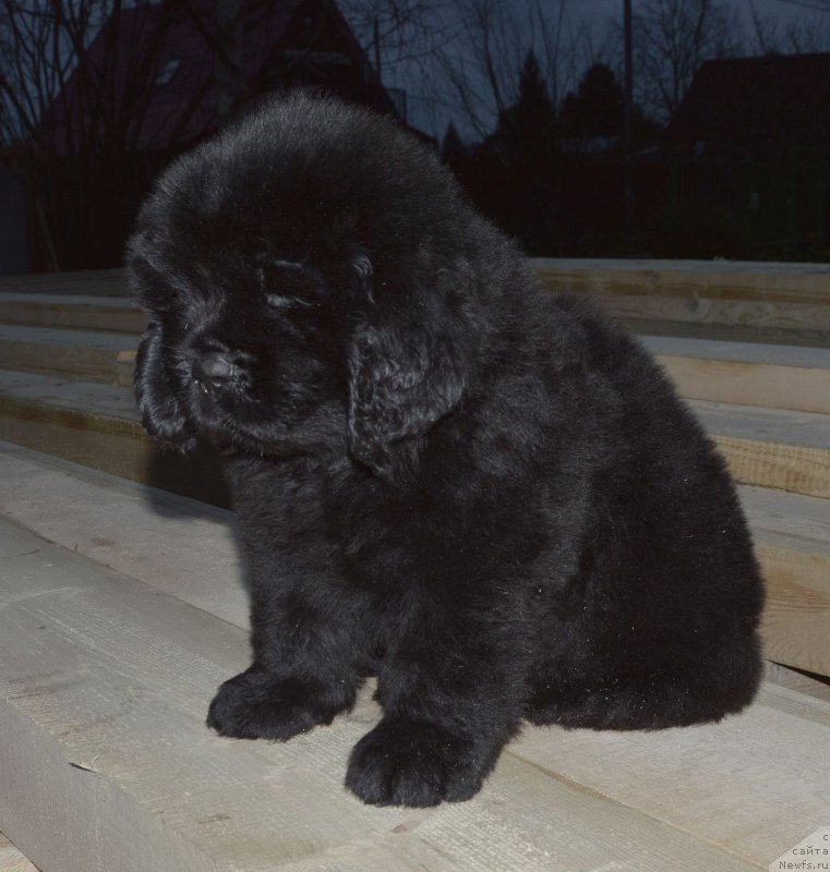 Фото: ньюфаундленд Smigar Glen Ellen (Смигар Глен Эллен)