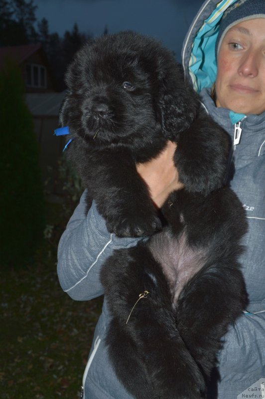 Фото: ньюфаундленд Smigar Glen Ellen (Смигар Глен Эллен)