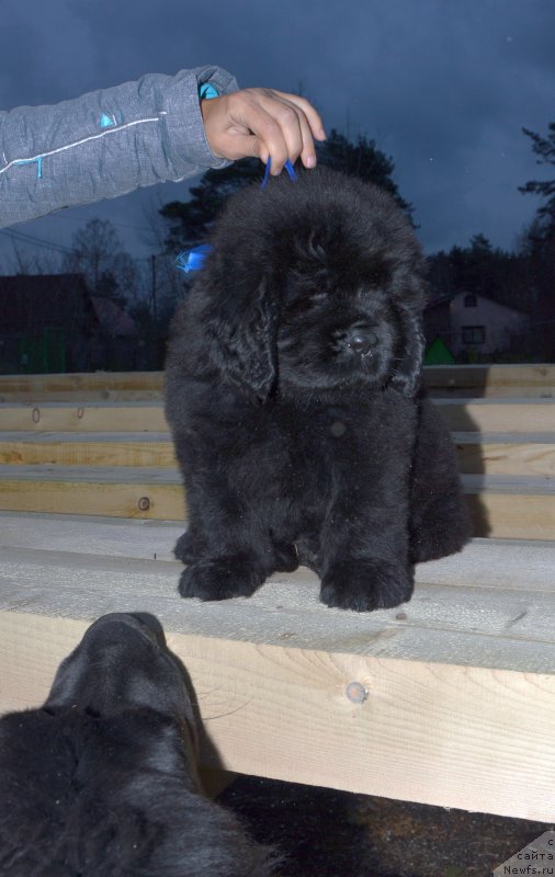 Фото: ньюфаундленд Smigar Glen Ellen (Смигар Глен Эллен)