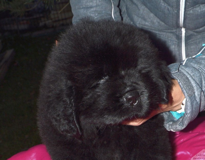 Фото: ньюфаундленд Smigar Greysleyk (Смигар Грейслейк)