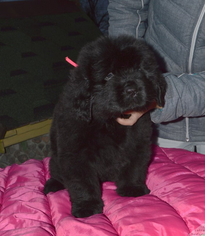 Фотография № 240308