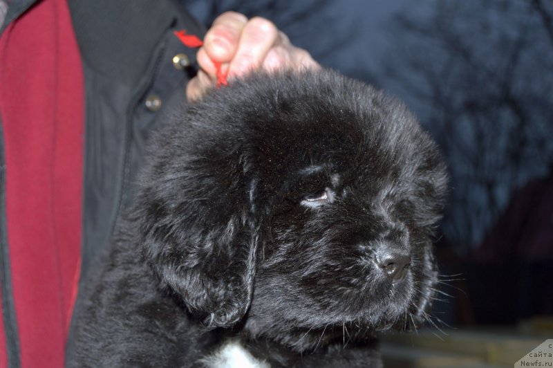 Фото: ньюфаундленд Smigar Golden Rul (Смигар Голден Рул)