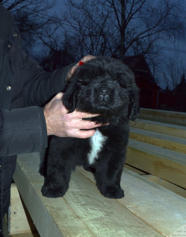 Фото: ньюфаундленд Smigar Golden Rul (Смигар Голден Рул)