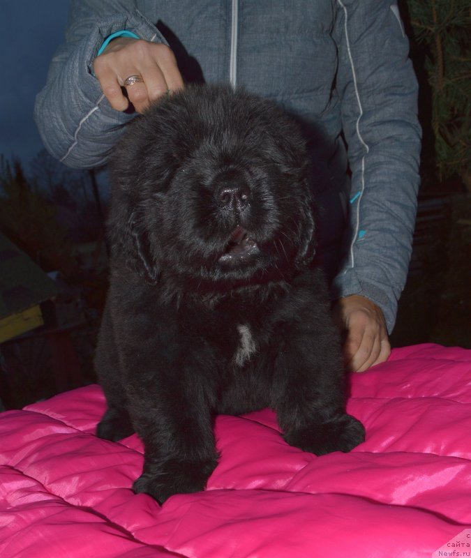 Фото: ньюфаундленд Smigar Grin Bruk (Смигар Грин Брук)