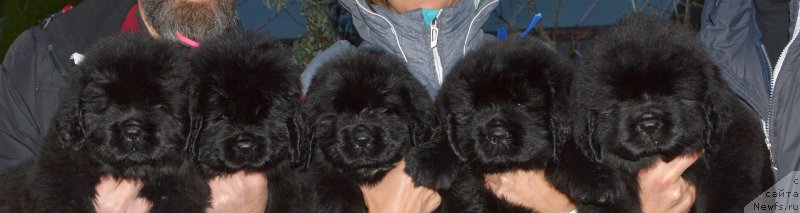 Фото: ньюфаундленд Smigar Glade Spring (Смигар Глейд Спринг), ньюфаундленд Smigar Gollivud Smayl (Смигар Голливуд Смайл), ньюфаундленд Smigar Golden Rul (Смигар Голден Рул), ньюфаундленд Smigar Glen Ellen (Смигар Глен Эллен), ньюфаундленд Smigar Greysleyk (Смигар Грейслейк)