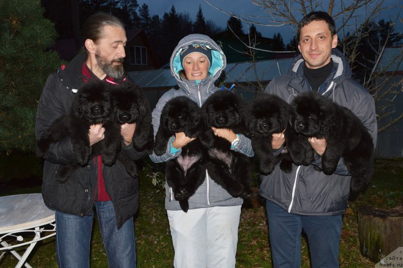 Фото: ньюфаундленд Smigar Glade Spring (Смигар Глейд Спринг), ньюфаундленд Smigar Gollivud Smayl (Смигар Голливуд Смайл), ньюфаундленд Smigar Golden Rul (Смигар Голден Рул), ньюфаундленд Smigar Glen Ellen (Смигар Глен Эллен), ньюфаундленд Smigar Greysleyk (Смигар Грейслейк), ньюфаундленд Smigar Grin Bruk (Смигар Грин Брук)