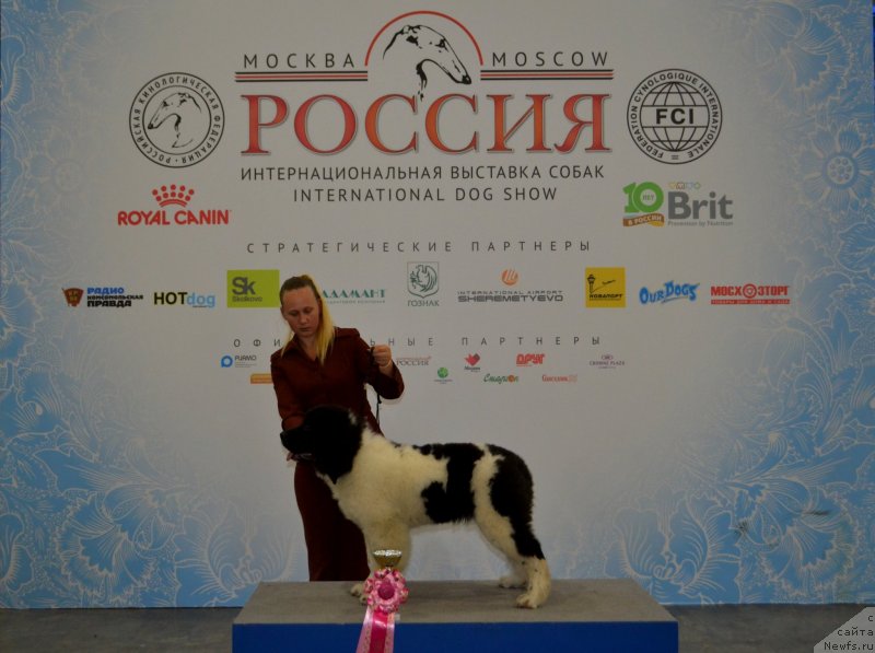 Фото: ньюфаундленд May Frend N'yufi Vula Velikolepnaya (Май Френд Ньюфи Вула Великолепная)