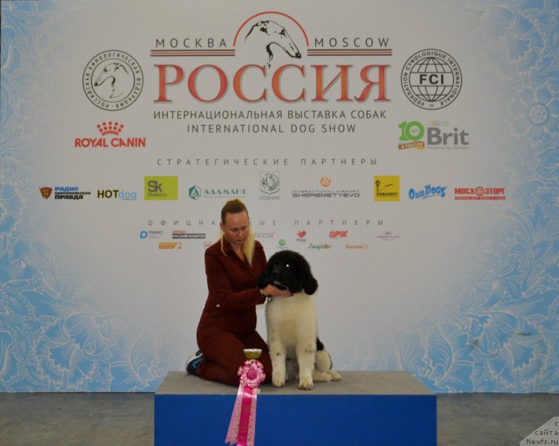 Фото: ньюфаундленд May Frend N'yufi Vula Velikolepnaya (Май Френд Ньюфи Вула Великолепная)