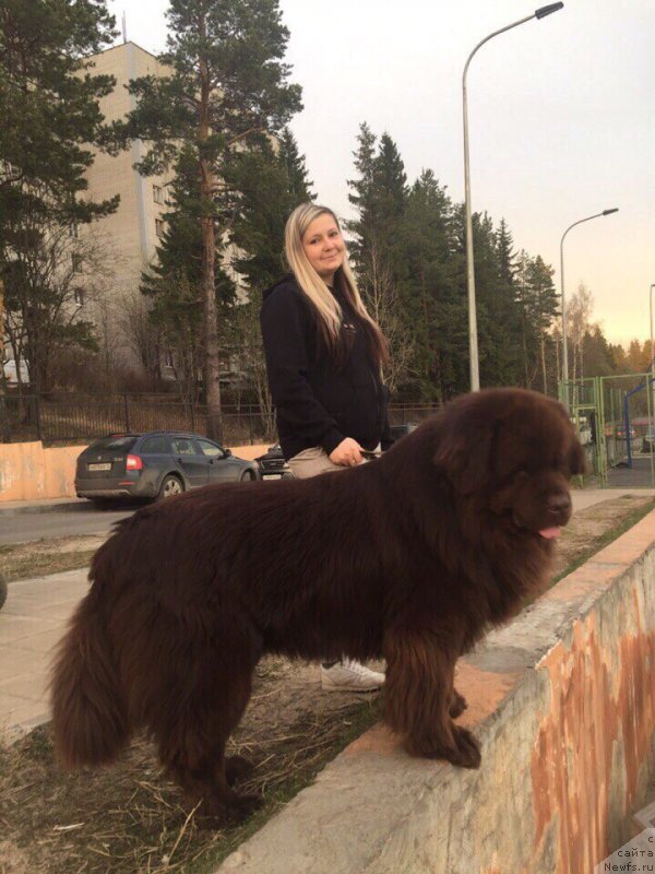 Фото: ньюфаундленд Plushevaya Panda Eloge du Orange (Плюшевая Панда Елоге ду Оранге)