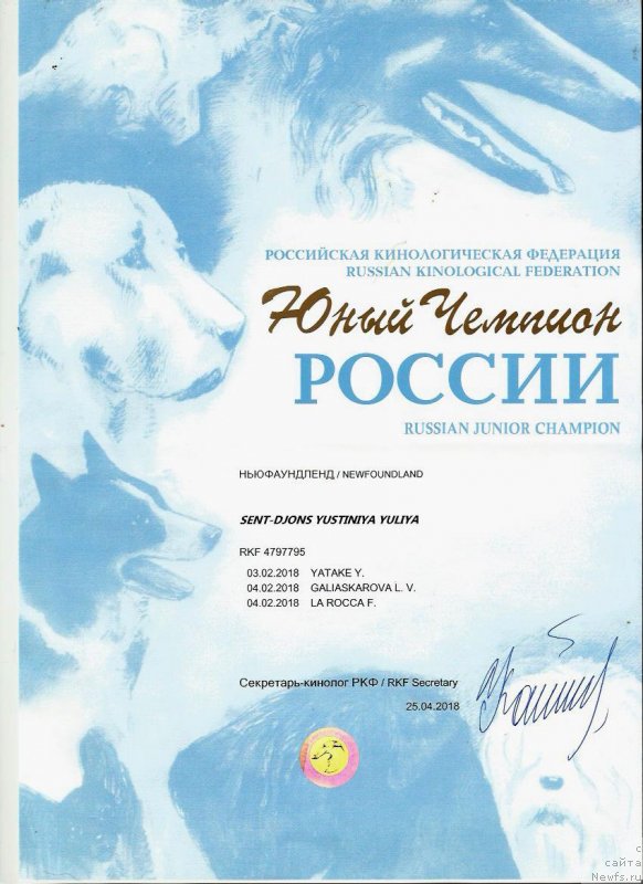 Фото: ньюфаундленд Sent Djons Yustiniya Yuliya (Сент Джонс Юстиния Юлия)