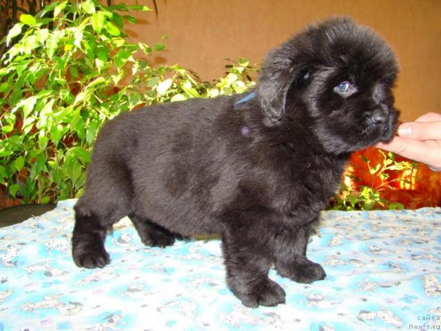 Фотография № 24033