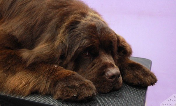 Фото: ньюфаундленд Alfa Dar Oksa Karambol (Альфа Дар Окса Карамболь)