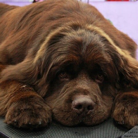 Фотография № 240331