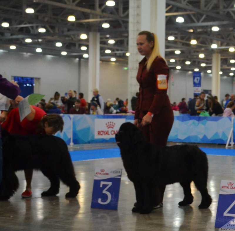 Фото: ньюфаундленд May Frend Newfy Lavender Palm (Май Френд Ньюфи Лавендэ Палм)