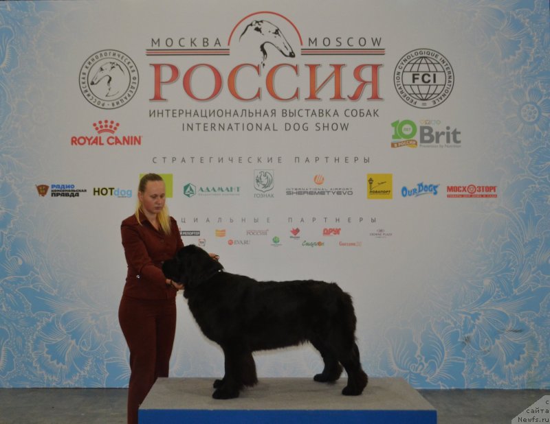 Фото: ньюфаундленд May Frend Newfy Lavender Palm (Май Френд Ньюфи Лавендэ Палм)