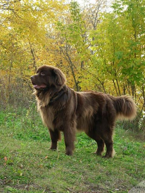 Фото: ньюфаундленд Lesnaya Skazka Izabella (Лесная Сказка Изабелла)