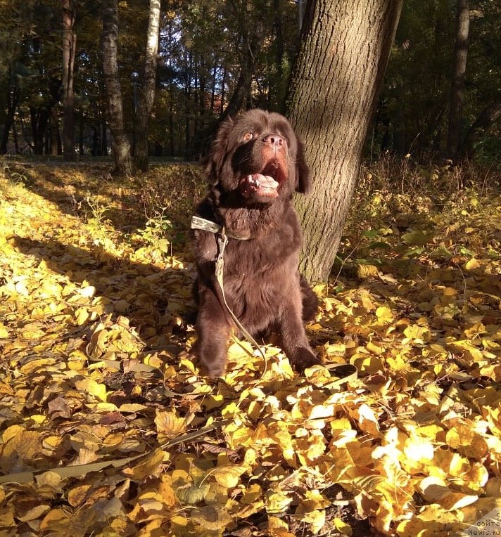 Фото: ньюфаундленд Brownblood MSK Livona Liba (Браунблад МСК Ливона Либа)