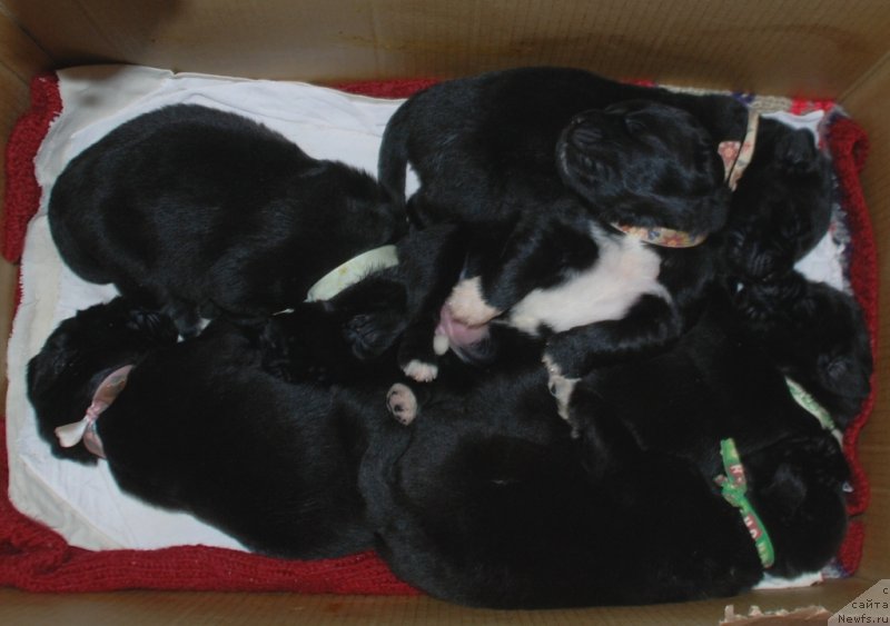 Фотография № 240357