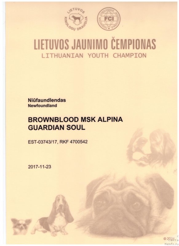 Фото: ньюфаундленд Brownblood MSK Alpina Guardian Soul (Браунблад МСК Альпина Гуардиан Соул)