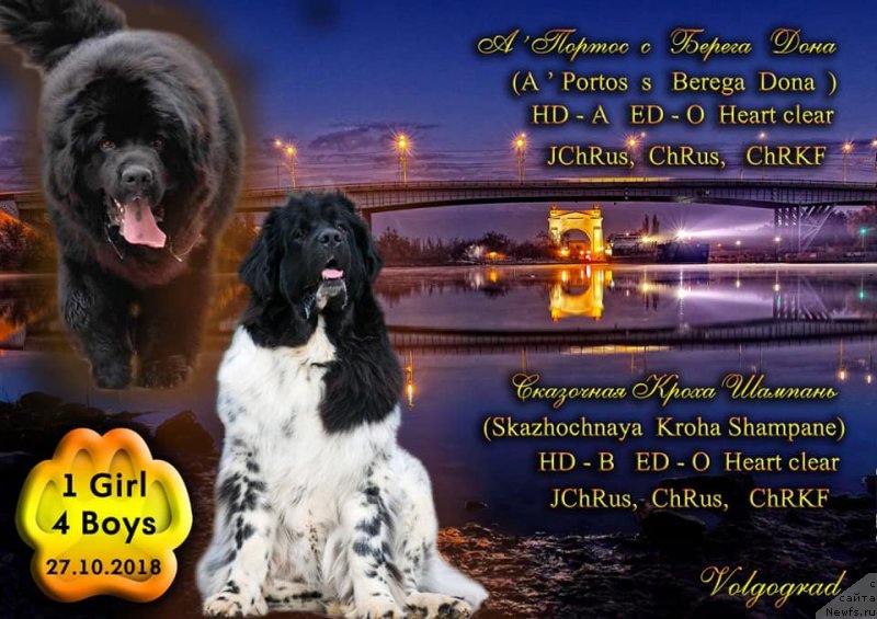 Фото: ньюфаундленд Skazochnaya Kroha SHampan' (Сказочная Кроха Шампань)