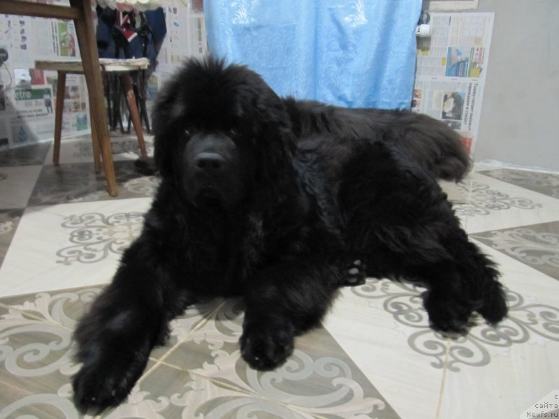 Фотография № 240382