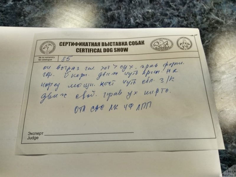 Фото: ньюфаундленд Perun is Antagrada (Перун из Антаграда)