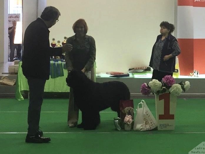 Фото: ньюфаундленд Belkonder-Club Mona Lisa (Белкондер-Клаб Мона Лиза)