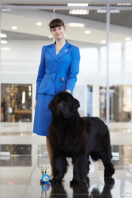 Фото: ньюфаундленд Moya Stikhiya Loreyn Ditrix (Моя Стихия Лорейн Дитрих)