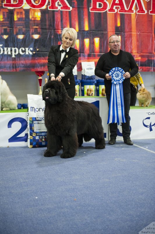 Фото: ньюфаундленд Much Better Kilnioji Sirdis