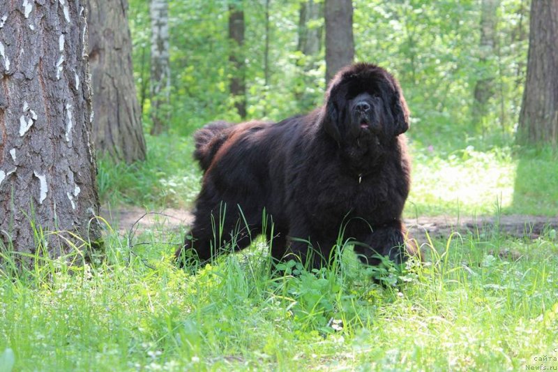 Фото: ньюфаундленд Much Better Kilnioji Sirdis