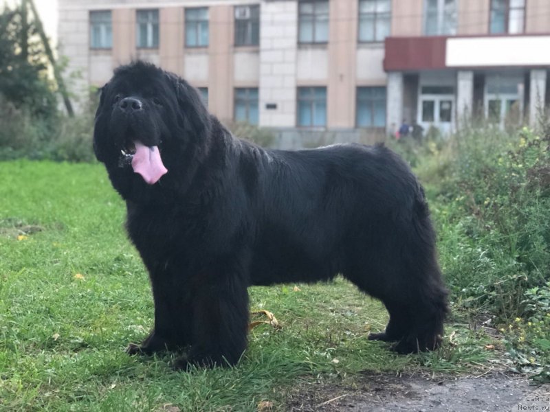 Фото: ньюфаундленд Black Queen Born to Win (Блэк Квин Борн ту Вин)