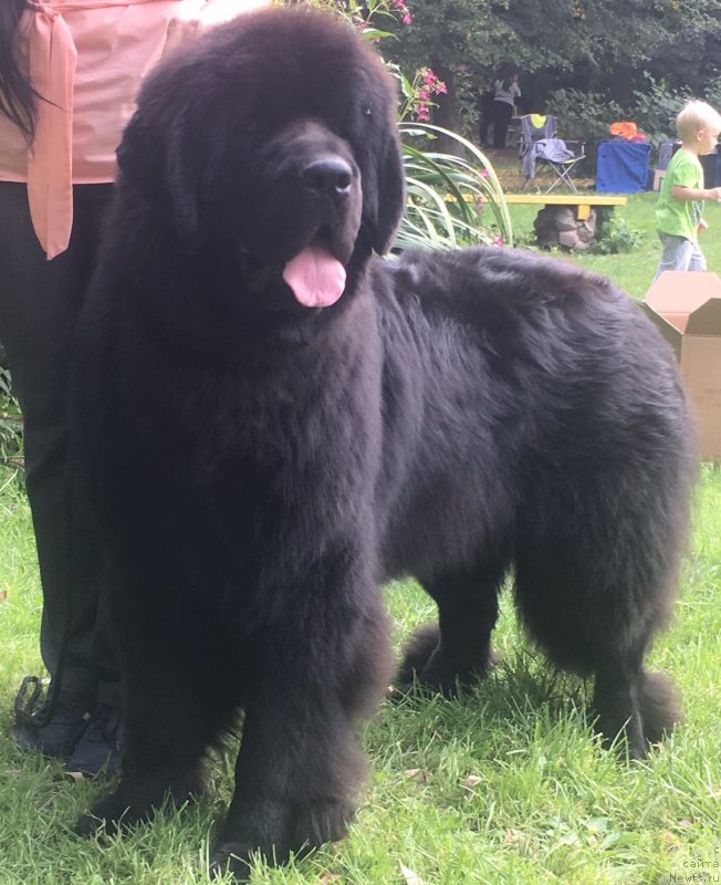 Фото: ньюфаундленд Stealbears Again a Game (Стеалбеарс Агейн э Гэйм)