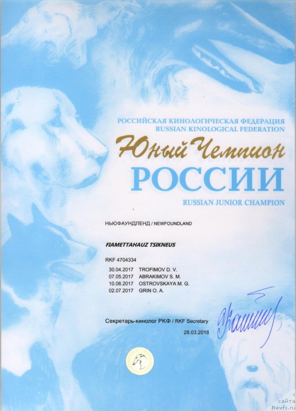 Фото: ньюфаундленд Fiamettahauz Tsikneus (Фиаметтахауз Цикнеус)