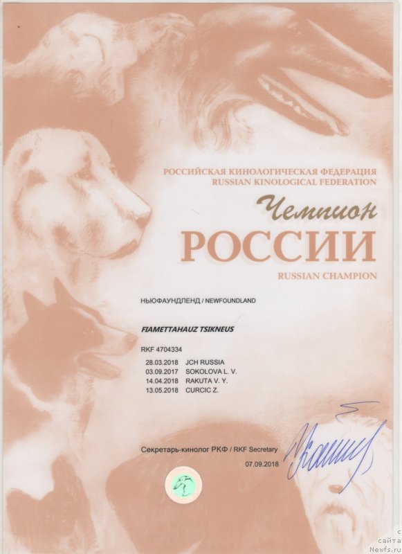 Фото: ньюфаундленд Fiamettahauz Tsikneus (Фиаметтахауз Цикнеус)